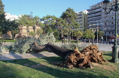 Έπεσε δέντρο στην πλατεία Αριστοτέλους! Από θαύμα δεν υπήρξαν θύματα (εικόνες, βίντεο)